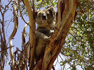 Australien - Koala