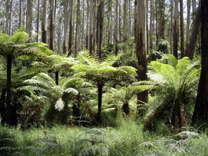 Australien Regenwald