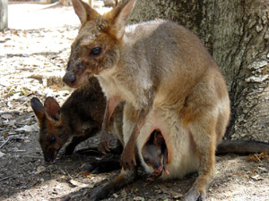 Australien - Känguru