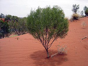 Rotes Zentrum - Australien